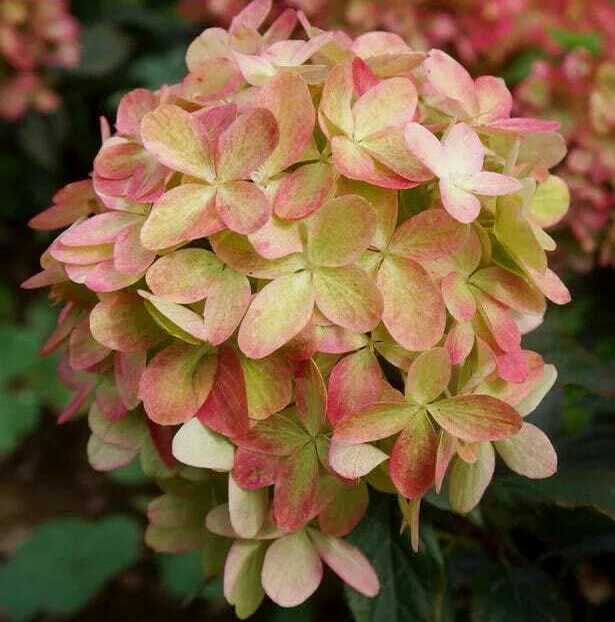 <span style="font-weight: bold;">Гортензия метельчатая&nbsp; "Белый Мишка"&nbsp; </span>Hydrangea paniculata "Polar Bear
