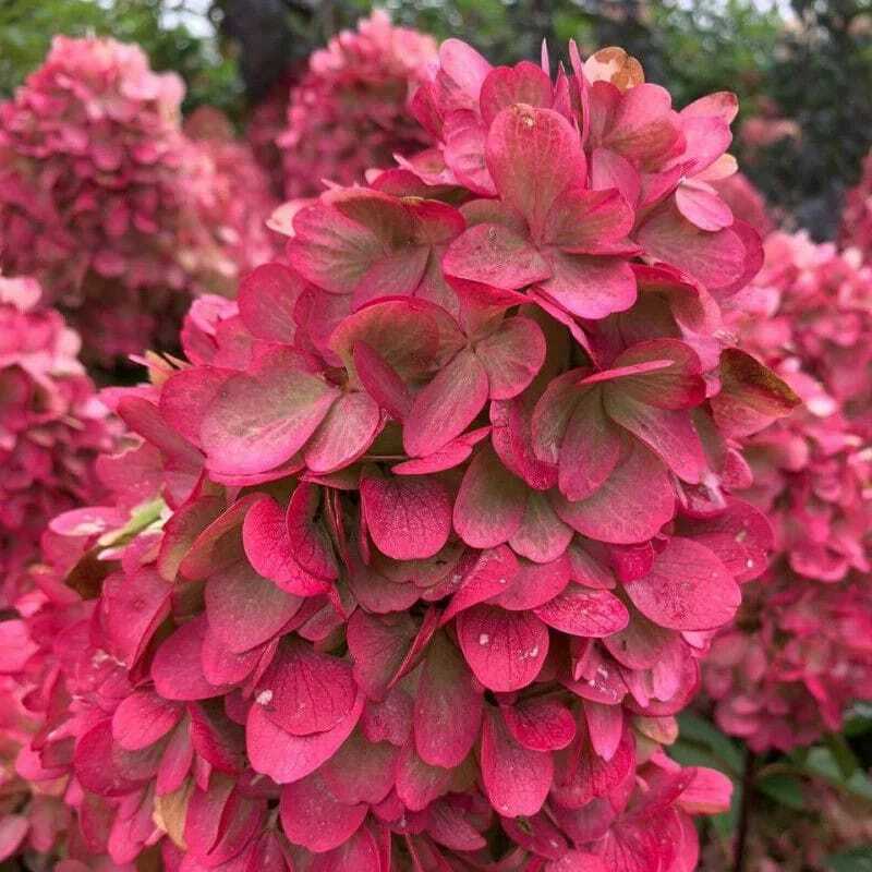 <span style="font-weight: bold;">Гортензия метельчатая "Самарская Лидия"</span> Hydrangea paniculata "Samarskya Lydia"