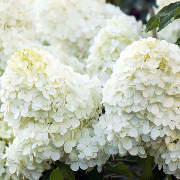 <span style="font-weight: bold;">Гортензия метельчатая&nbsp; "Белый Мишка"&nbsp; </span>Hydrangea paniculata "Polar Bear