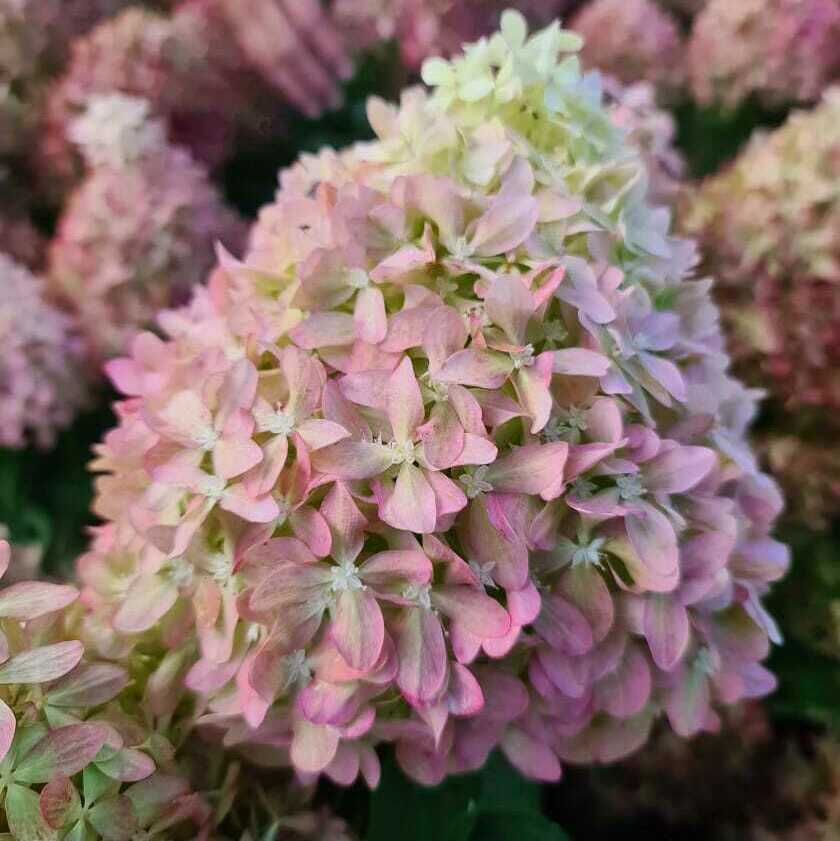 &nbsp;<span style="font-weight: bold;">Гортензия метельчатая "Пиксио"</span> Hydrangea paniculata "Pixio"