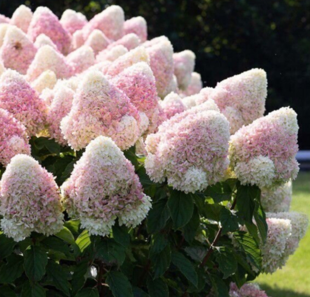 &nbsp;<span style="font-weight: bold;">Гортензия метельчатая "Саммер Лав"</span> Hydrangea paniculata "Summer Love"